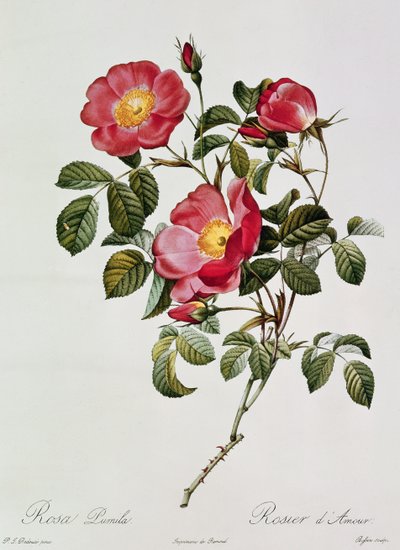 Les Roses de Thory. Rosa Pumilia - Pierre Joseph Redouté